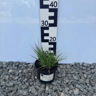 Trzęślica modra 'Edith Dudszus' 1,5L