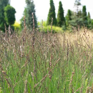 Trzęślica modra 'Heidezwerg' 1,5L
