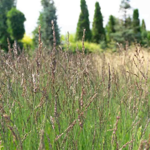 Trzęślica modra 'Heidezwerg' 1,5L