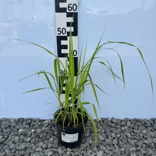 Trzęślica trzcinowata 'Karl Foerster' 2L