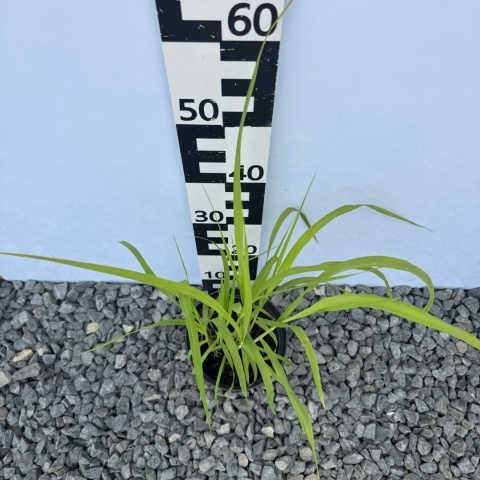 Trzęślica trzcinowata 'Karl Foerster' 2L