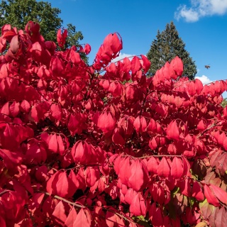 Trzmielina oskrzydlona 'Compacta' 2L