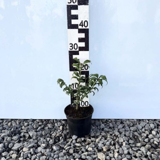 Trzmielina oskrzydlona 'Compacta' 2L