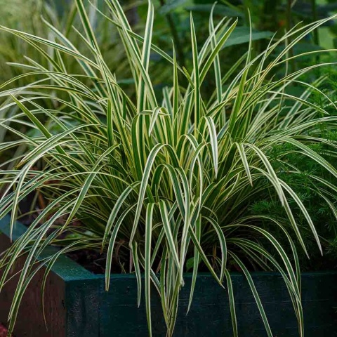 Turzyca Morrowa 'Ice Dance' 2L