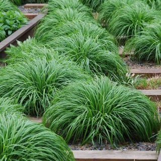 Turzyca oszimska 'Greenwell' 2L