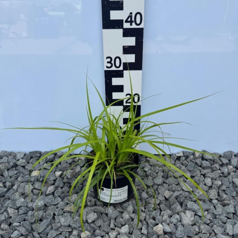 Turzyca oszimska 'Greenwell' 2L