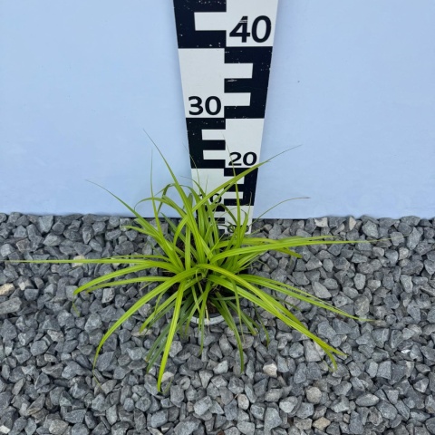 Turzyca oszimska 'Greenwell' 2L