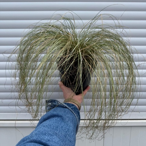 Turzyca włosista 'Amazon Mist' 2L