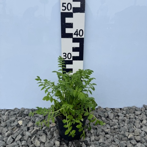 Wielosił błękitny 1,5L