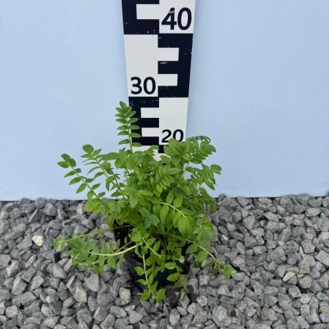 Wielosił błękitny 1,5L