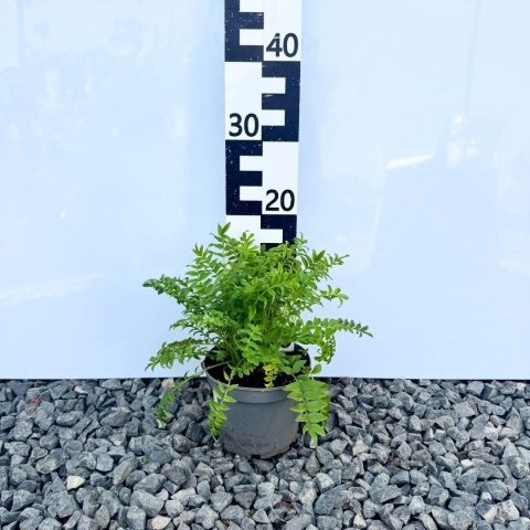 Wielosił błękitny 'Album' 1,5L