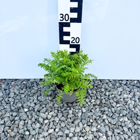 Wielosił błękitny 'Album' 1,5L