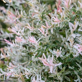 Wierzba japońska 'Hakuro- Nishiki' 2L