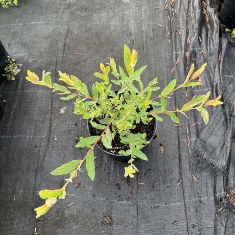 Wierzba japońska 'Hakuro- Nishiki' 2L