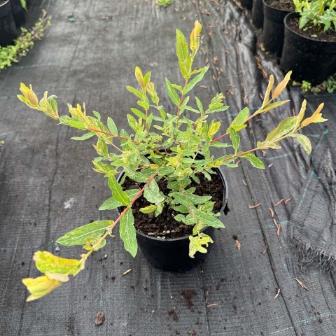 Wierzba japońska 'Hakuro- Nishiki' 2L