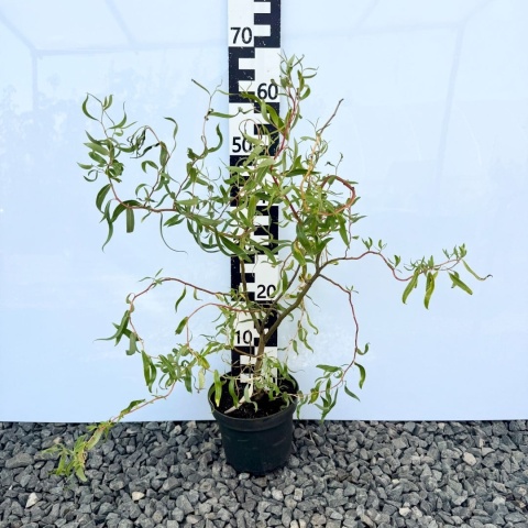 Wierzba mandżurska 3L