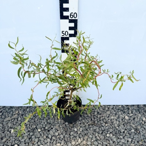 Wierzba mandżurska 3L