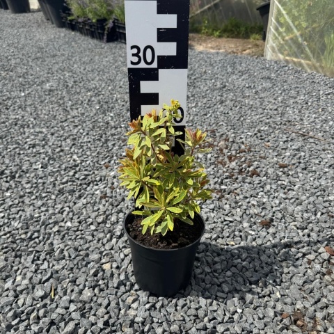 Wilczomlecz 'Ascot Rainbow' 2L