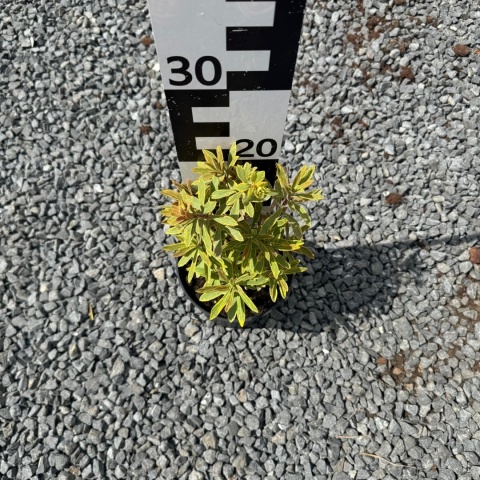 Wilczomlecz 'Ascot Rainbow' 2L