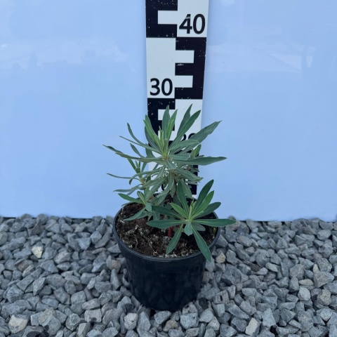 Wilczomlecz błękitnawy 'Black Pearl' 2L