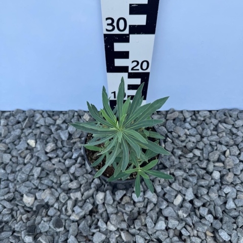 Wilczomlecz błękitnawy 'Black Pearl' 2L