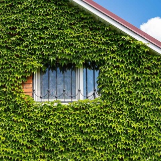 Winobluszcz trójklapowy 'Veitchi' 2L