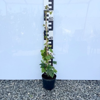 Winobluszcz trójklapowy 'Veitchi' 2L