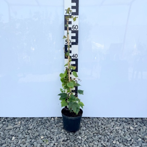 Winobluszcz trójklapowy 'Veitchi' 2L