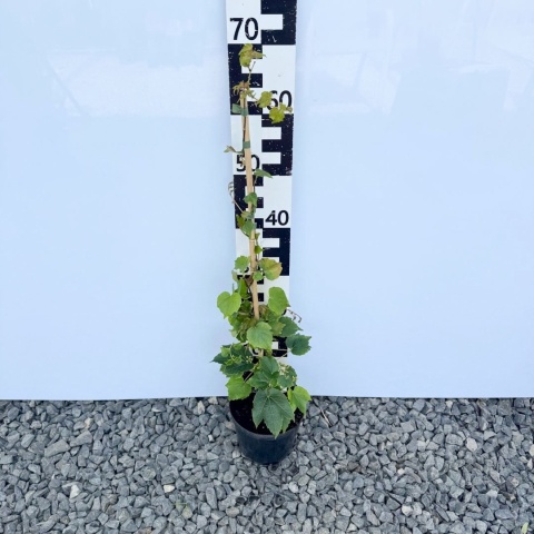 Winobluszcz trójklapowy 'Veitchi' 2L