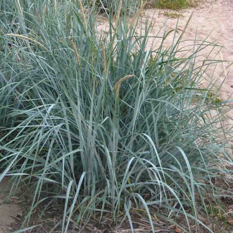 Wydmuchrzyca piaskowa 2L