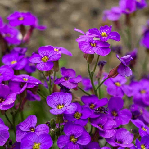 Żagwin drobny 'Audrey Mid Blue' 2L