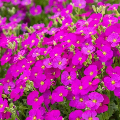 Żagwin drobny 'Florado Neon Pink' 2L