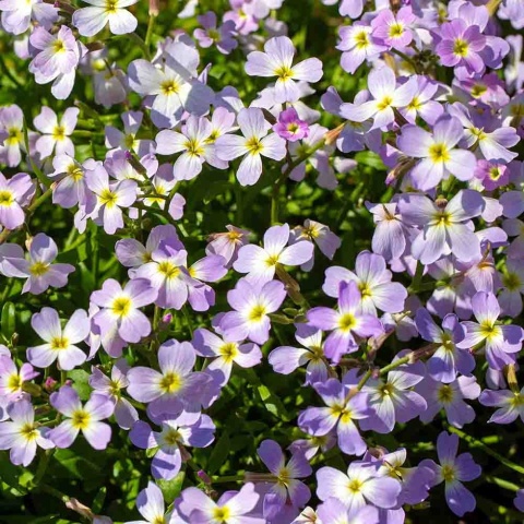 Żagwin drobny 'Regado Blue White Bicolor' 2L