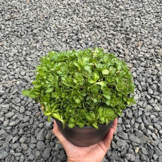 Żagwin drobny 'Regado Blue White Bicolor' 2L