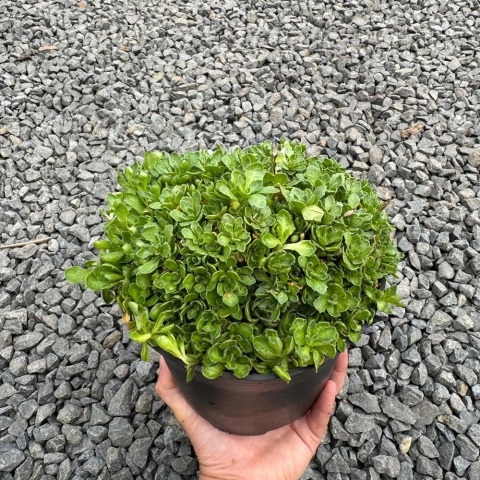 Żagwin drobny 'Regado Blue White Bicolor' 2L