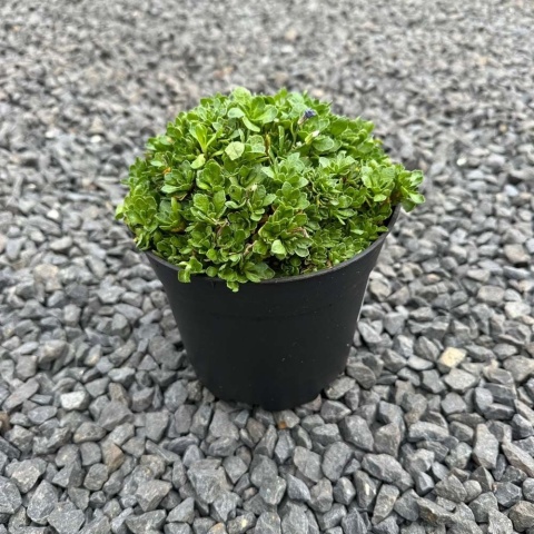 Żagwin drobny 'Regado Blue White Bicolor' 2L