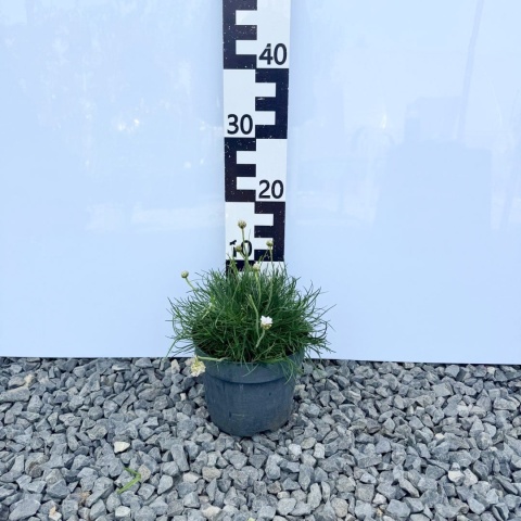 Zawciąg nadmorski 'Abby Deep White' 3L