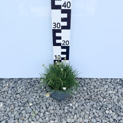 Zawciąg nadmorski 'Abby Deep White' 3L