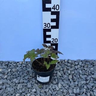 Zawilec japoński 'Bressingham Glow' 1,5L