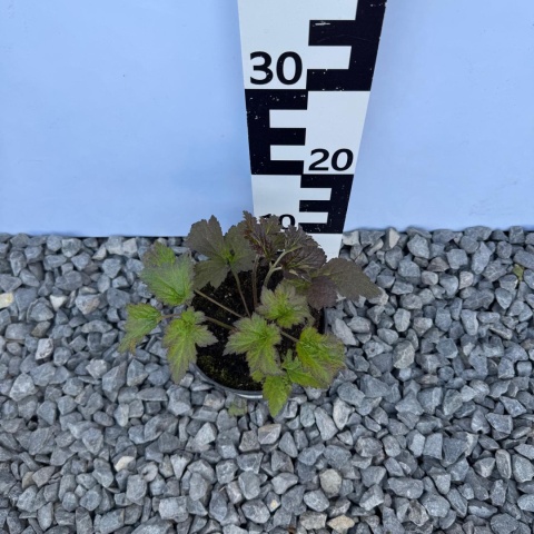 Zawilec japoński 'Bressingham Glow' 1,5L