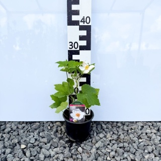 Zawilec japoński 'Honorine Jobert'' 1,5L