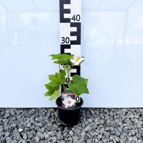 Zawilec japoński 'Honorine Jobert'' 1,5L