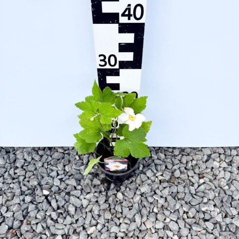 Zawilec japoński 'Honorine Jobert'' 1,5L