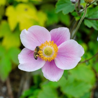 Zawilec japoński 'September Charm' 1,5L
