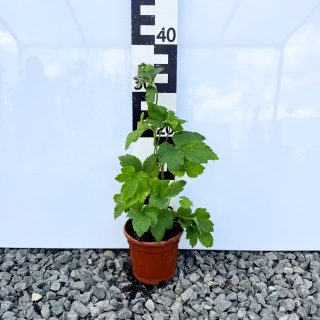 Zawilec japoński 'September Charm' 1,5L