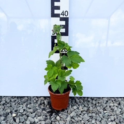 Zawilec japoński 'September Charm' 1,5L