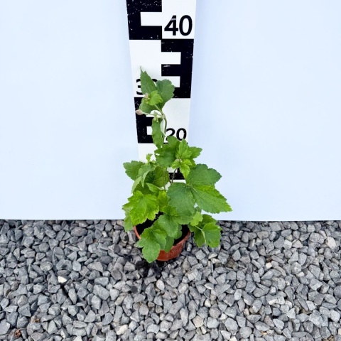 Zawilec japoński 'September Charm' 1,5L