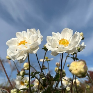 Zawilec japoński 'Whirlwind' 1L