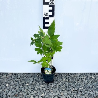 Zawilec japoński 'Whirlwind' 1L