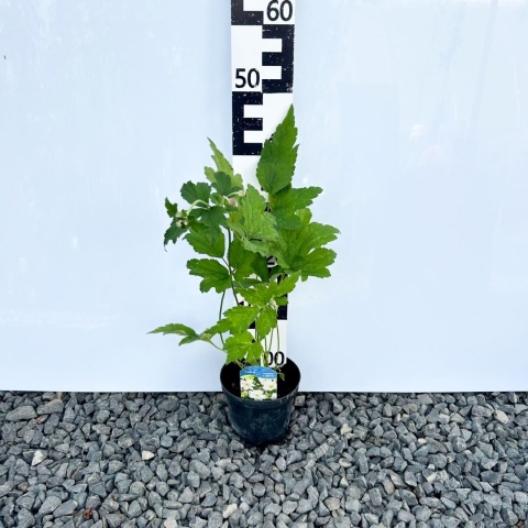 Zawilec japoński 'Whirlwind' 1L